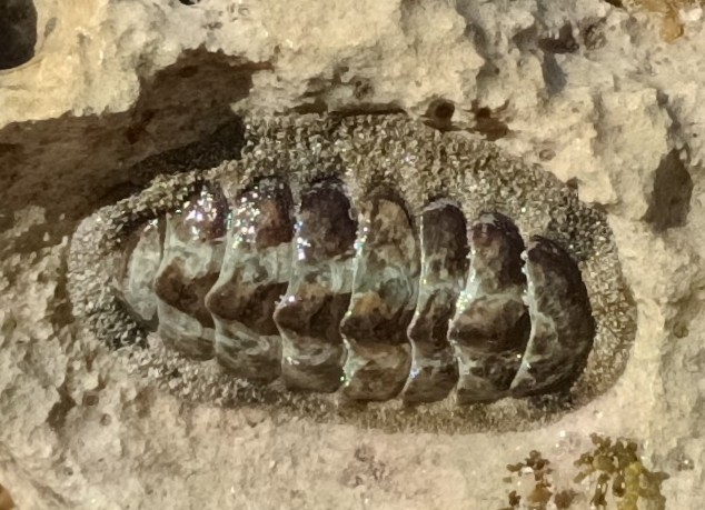 West Indian Fuzzy Chiton