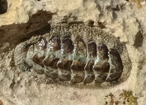 West Indian Fuzzy Chiton