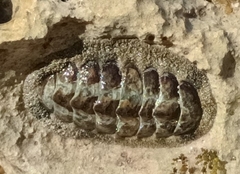 West Indian Fuzzy Chiton