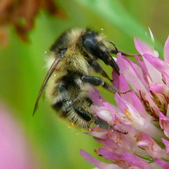 Bombus sylvarum