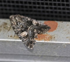 Condica macrosema