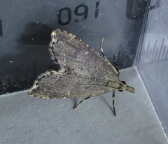 Diplopseustis