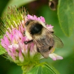 Bombus sylvarum