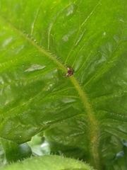 Sumampattus quinqueradiatus