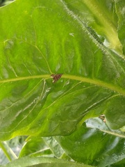 Sumampattus quinqueradiatus