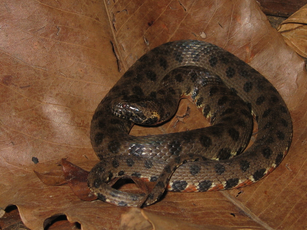 Hagmann's Keelback