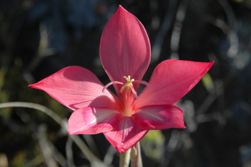 Image of Gladiolus carmineus by no rights reserved