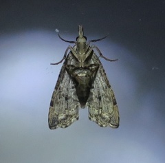 Diplopseustis