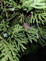 Hemidactylus bowringii