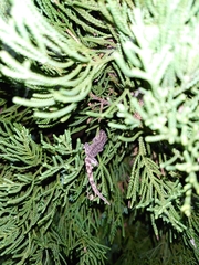 Hemidactylus bowringii