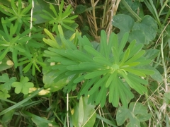 Euphorbia azorica