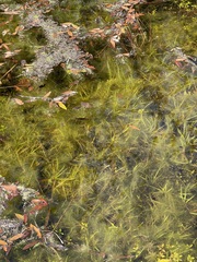 Najas guadalupensis