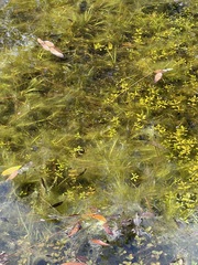 Najas guadalupensis