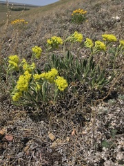 Eriogonum flavum flavum