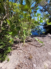 Pithecellobium keyense