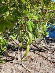 Pithecellobium keyense