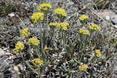 Eriogonum flavum flavum