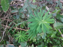 Euphorbia azorica