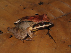 Leptodactylus mystaceus