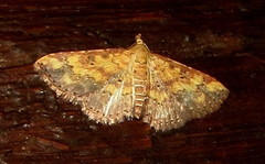 Cerynea thermesialis