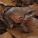 Smoky Jungle Frog - Photo (c) Marco Aurelio de Sena, some rights reserved (CC BY-NC), uploaded by Marco Aurelio de Sena
