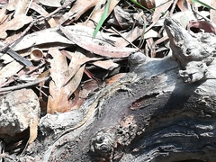 Sceloporus grammicus