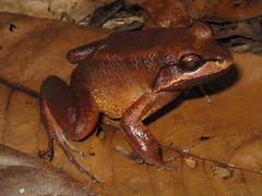 Loreto White-Lipped Frog photo 2