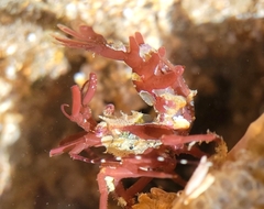Lebbeus lagunae