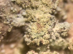 Lepraria vouauxii