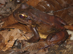 Leptodactylus stenodema