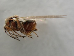 Andricus kollari