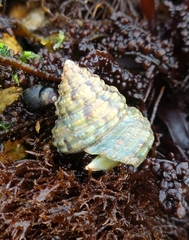 Calliostoma gemmulatum