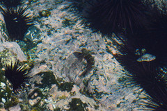 Ophioblennius steindachneri