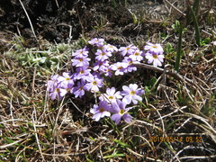Primula walshii