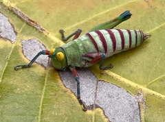 Pseudothericles jallae griffinii