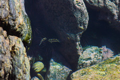 Abudefduf declivifrons