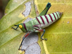 Pseudothericles jallae griffinii