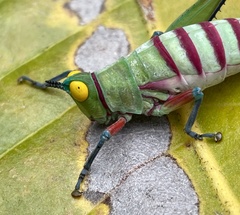 Pseudothericles jallae griffinii