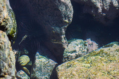 Abudefduf declivifrons