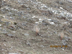 Tetraogallus tibetanus