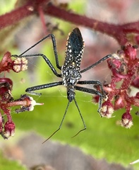 Rhynocoris albopunctatus