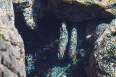 Abudefduf declivifrons