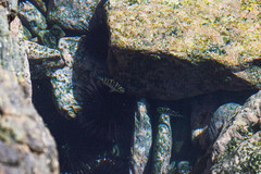 Abudefduf declivifrons