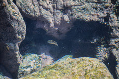 Abudefduf declivifrons