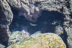 Abudefduf declivifrons