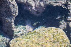 Abudefduf declivifrons