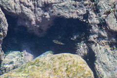 Abudefduf declivifrons