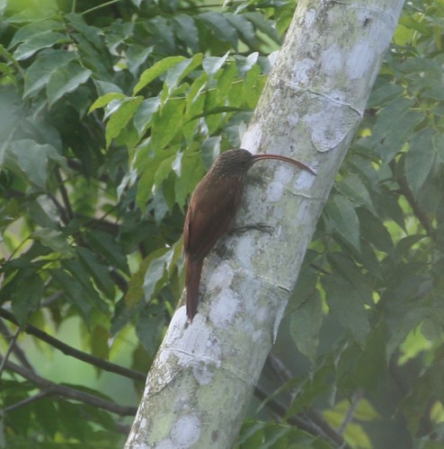 Red-billed Scythebill