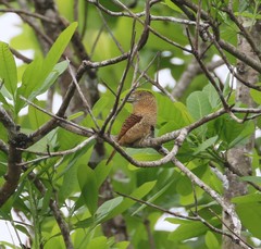 Nystalus radiatus image