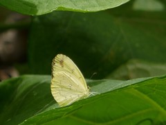 Eurema floricola